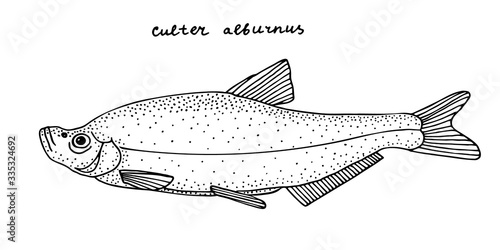 Grass carp. Black hand drawn realistic outline vector image.