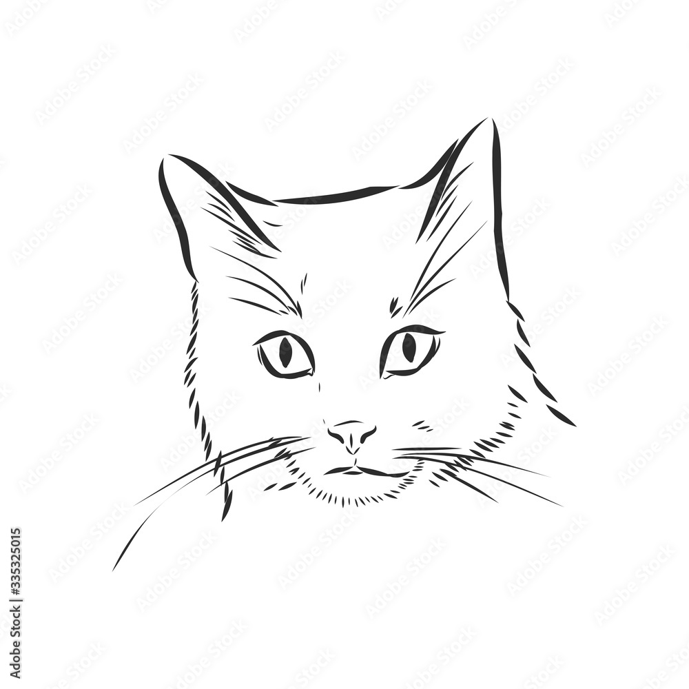 portrait of a cat, domestic cat, vector illustration of a sketch portrait of a cat, domestic cat, vector illustration of a sketch