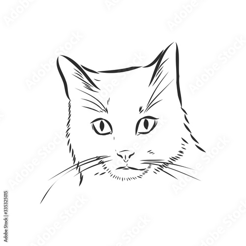 portrait of a cat, domestic cat, vector illustration of a sketch © Elala 9161