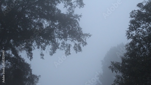 Bosque nublado y lluvioso (Dark forest)
