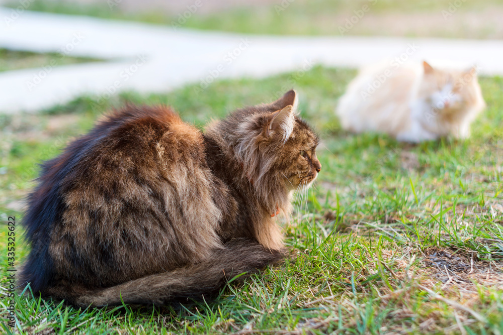Two cats sitting on green grass. Stray cats outdoors. Animals, pets in the park