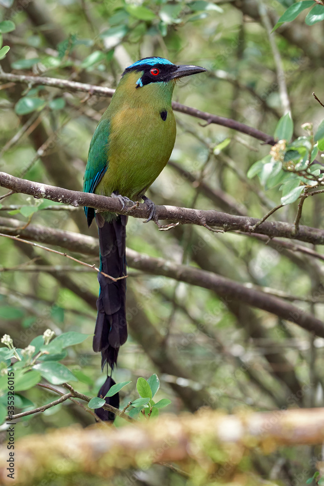 Obraz premium Beautiful bird resting quietly in a tree