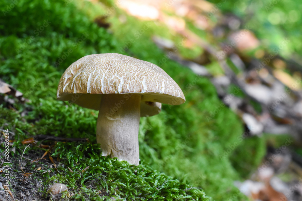 Penny Bun, Boletus edulis, mushroom in forest. Autumn Cep Mushrooms.Gourmet food Penny Bun, Boletus edulis, mushroom in forest. Autumn Cep Mushrooms.Gourmet food