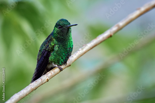 Incandescent green hummingbird perched on a branch