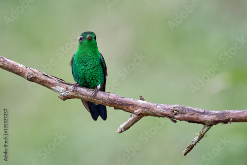 Lighted green hummingbird perched on a branch