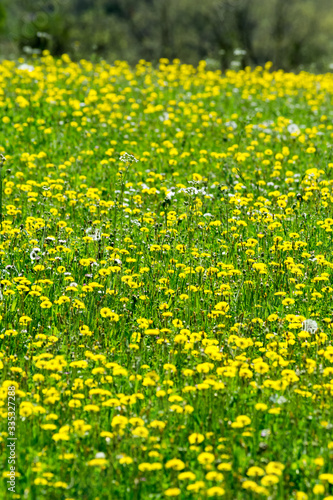 Beautiful country meadow in the italian hills full of yellow dandelion flowers