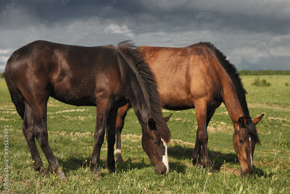 Graceful red horses grazing in a green meadow on a sunny summer day. Graceful red horses grazing in a green meadow on a sunny summer day.