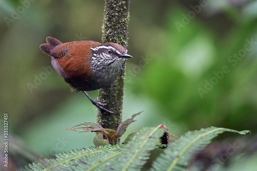 Endemic wren perched on a vertical branch with moss