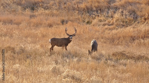 Buck in Eastern Oregon © Staci