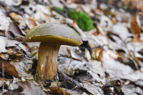 Penny Bun, Boletus edulis, mushroom in forest. Autumn Cep Mushrooms.Gourmet food