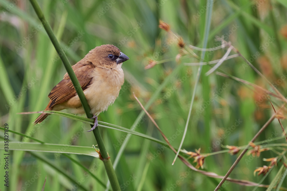 Obraz premium Seedbed perched on tall grass branches