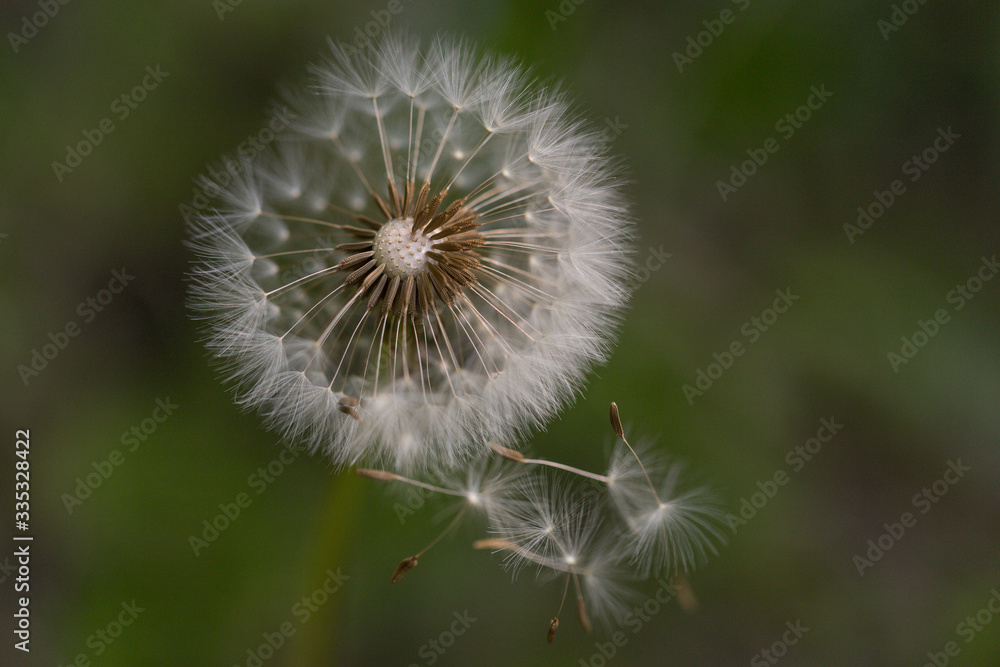Wind-blown dandelion seeds Wind-blown dandelion seeds