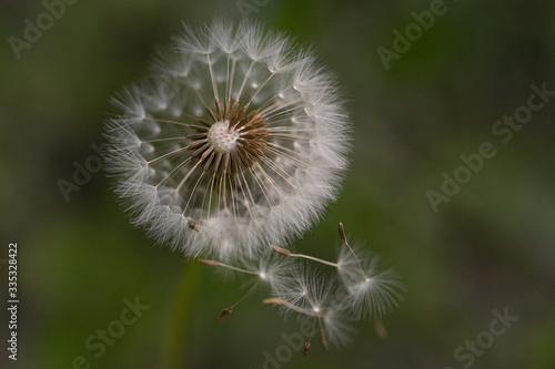 Wind-blown dandelion seeds