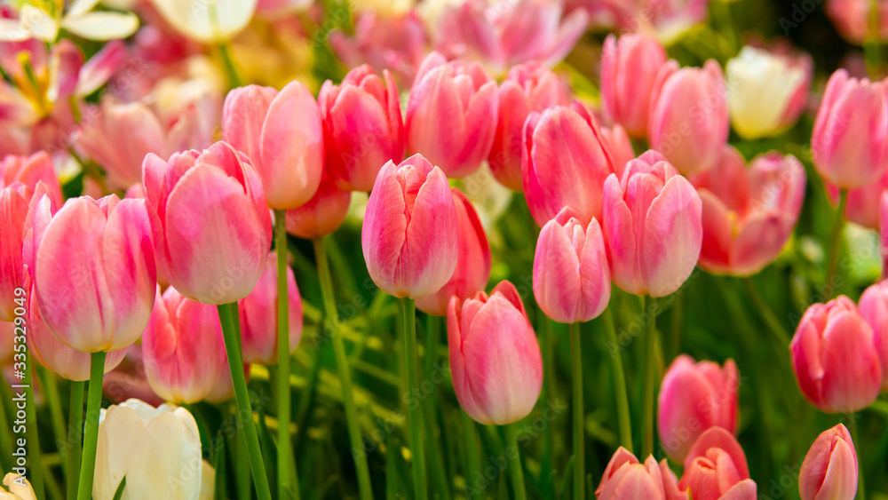 Pink tulip flowers, shallow selective focus. Spring nature background for web banner and card design Pink tulip flowers, shallow selective focus. Spring nature background for web banner and card design