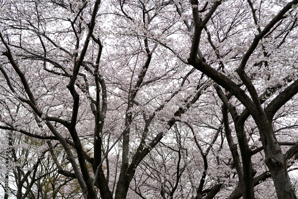 Cherry blossom in Nara, 2020. Cherry blossom in Nara, 2020.