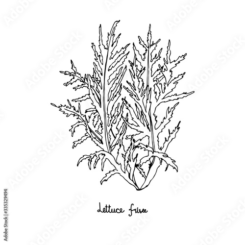 Spicy herbs. Lettuce frisee. Black and white image. Vector illustration is drawn by hand. Doodle style