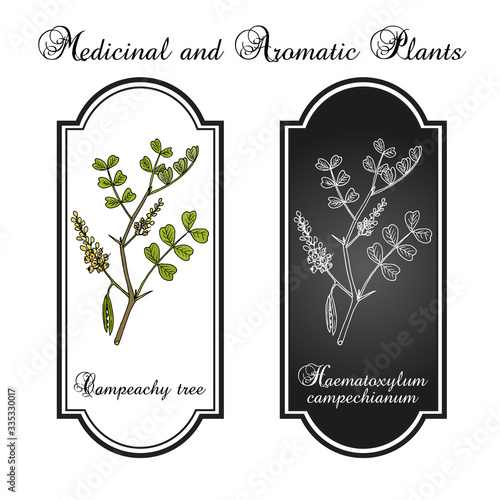 Campeachy tree Haematoxylum campechianum , medicinal plant photo