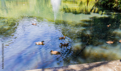 A strole through the Pukekura Park botanical gardens. New Plymouth, Taranaki, New Zealand photo