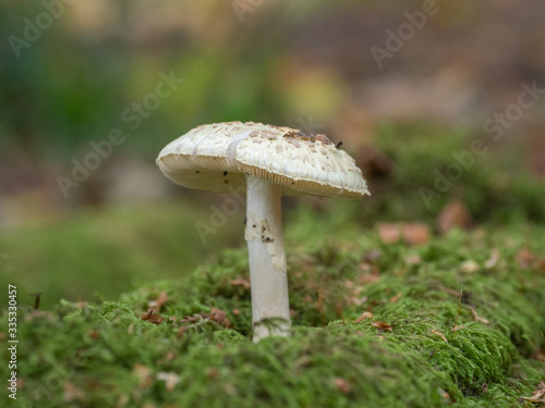 White Mushroom / Fungi in Wood