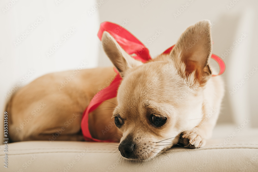 Closeup portrait of small funny beige mini chihuahua dog, puppy girl with pink ribbon, white background Closeup portrait of small funny beige mini chihuahua dog, puppy girl with pink ribbon, white background