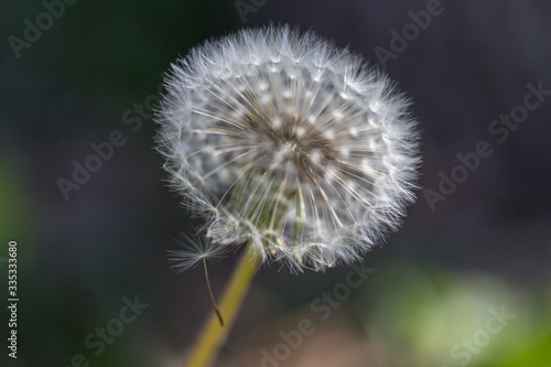 seeded dandelion flowers in the wind