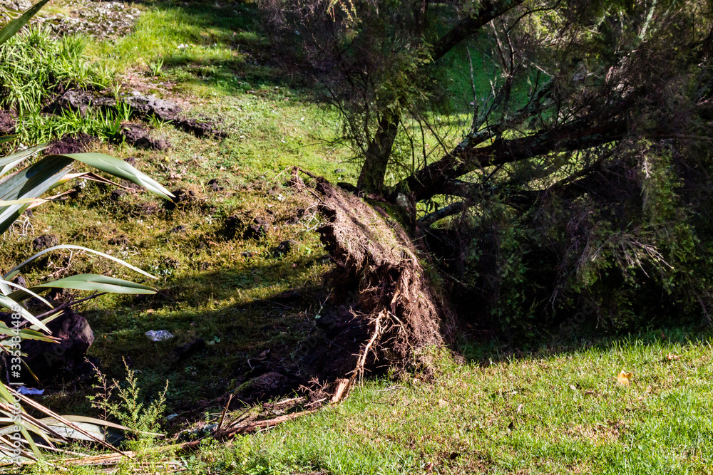 Fototapeta premium Damage caused to Western Springs Duck Pond after a storm, Auckland, New Zealand