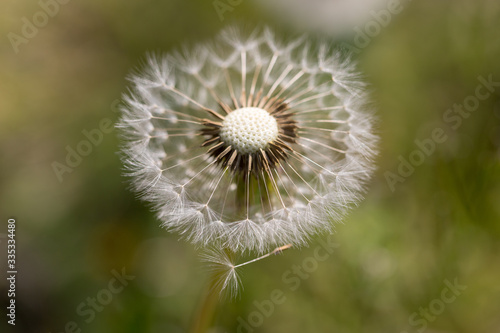 seeded dandelion flowers in the wind