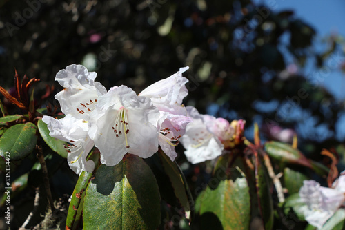 Close up view of Rhododendron (Rhododendron wardii var. puralbum) flowers blooming in Himalayan mountains in Nepal during trekking on Everest base camp trek. Beauty in nature theme. photo