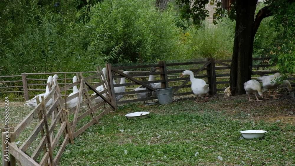 Gänse auf der Weide Gänse auf der Weide