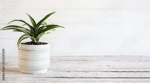 Potted White Jewel, Dracaena Deremensis, houseplant over a rustic wood table with free space for text.