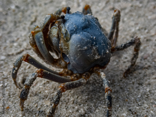 Macro shot of a blue soldier crab (Mictyris longicarpus) burying itself into the sand using a cork screw motion. 