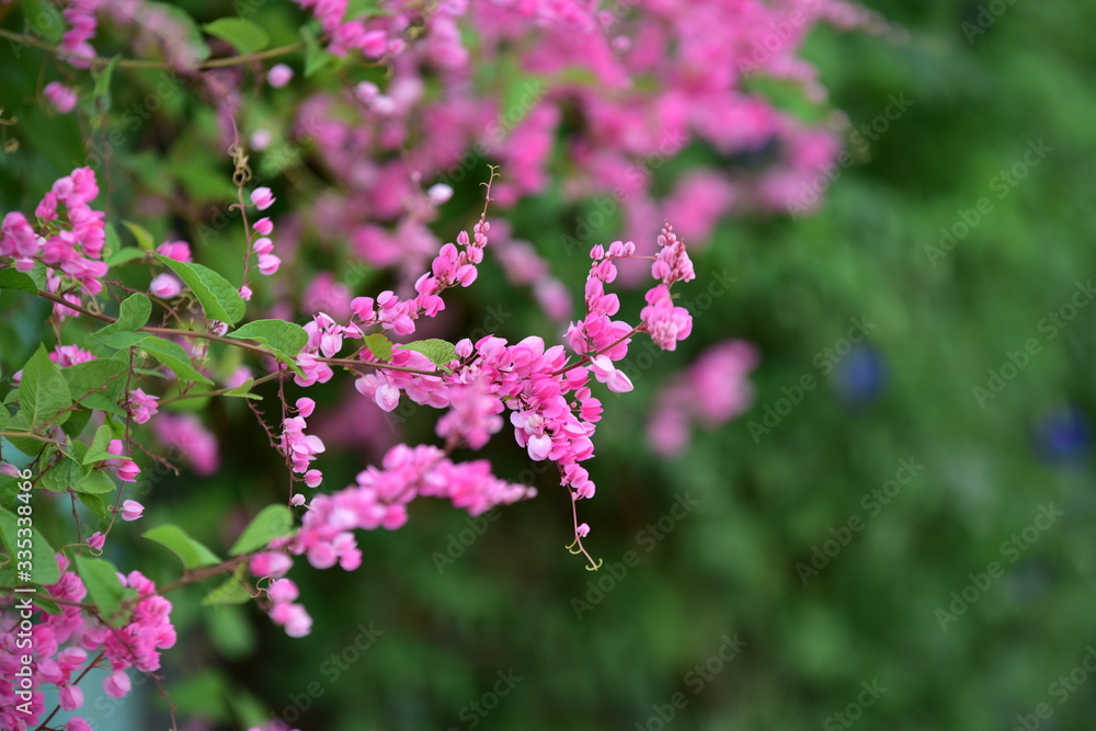 Obraz premium pink flowers as a bouquet and green leaves as a background,flowers with leaves in background