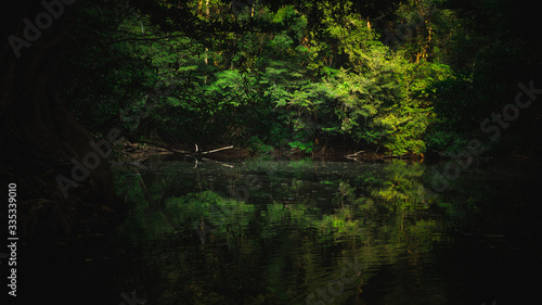 tropical forest natural background  nature scene in green tone style