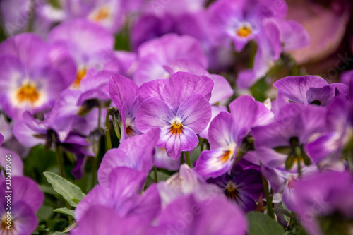 Pansy - Viola x wittrockiana.
