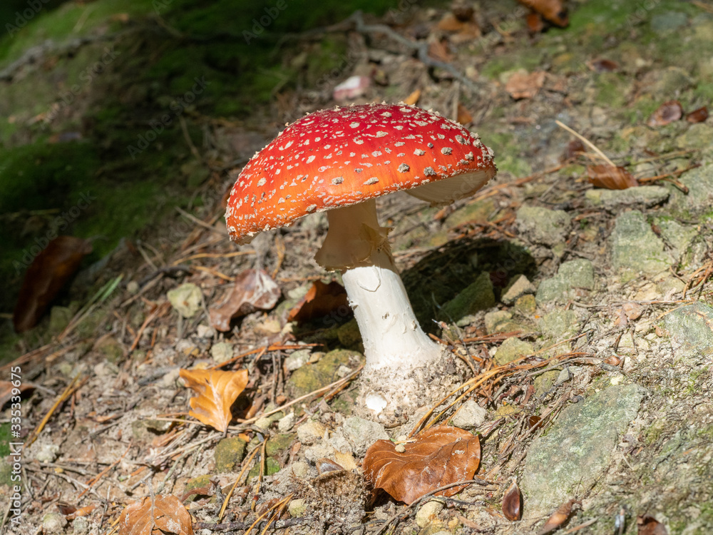 Fly Agaric Fungi on Forest floor Fly Agaric Fungi on Forest floor