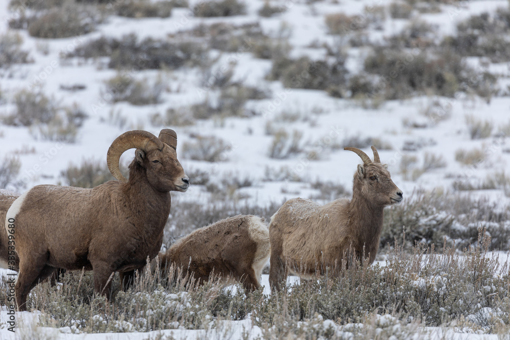Bighorn Sheep in Wyoming During a Winter Snow Bighorn Sheep in Wyoming During a Winter Snow