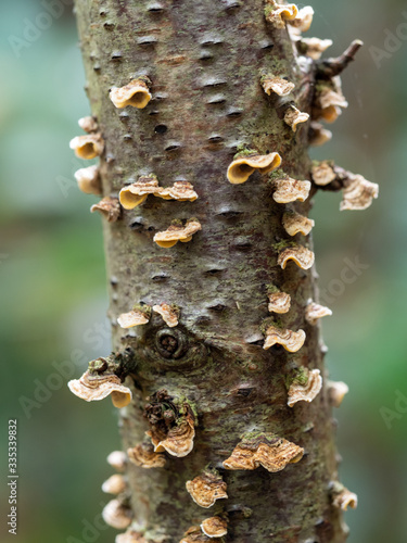 Crust fungi on rotting wood photo