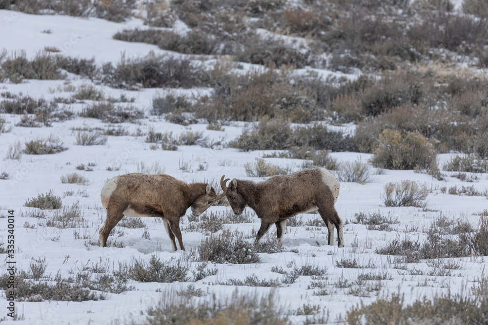 Bighorn Sheep in Wyoming During a Winter Snow Bighorn Sheep in Wyoming During a Winter Snow