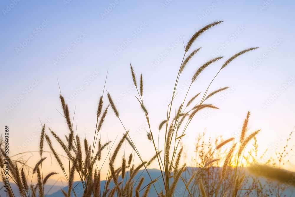 Grass flowers infront of mountain and sun light with clear blue sky. Concept of nature landscape and background Grass flowers infront of mountain and sun light with clear blue sky. Concept of nature landscape and background