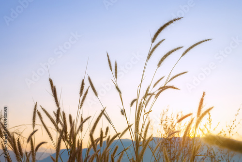 Grass flowers infront of mountain and sun light with clear blue sky. Concept of nature landscape and background