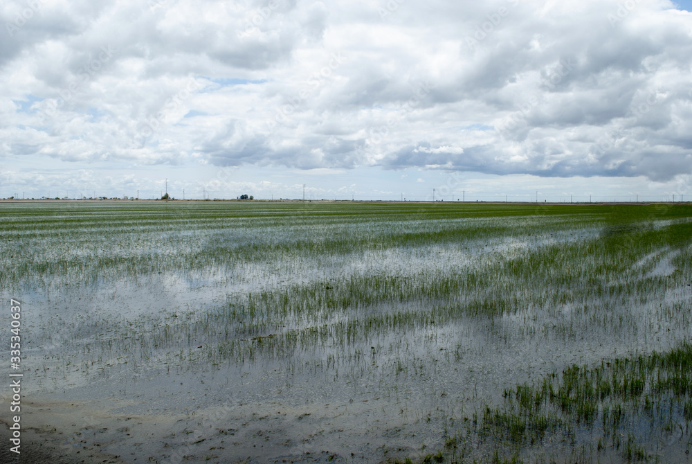 un campo di riso inondato dall'acqua