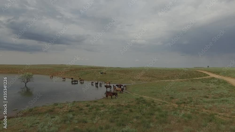 A small herd of wild horses is planted on the shore of a small lake. Flying over the horses. Astrakhan steppe.
A small herd of wild horses is planted on the shore of a small lake. Flying over the horses. Astrakhan steppe.