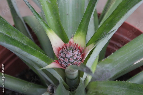 Wallpaper Mural Piña naciendo Torontodigital.ca