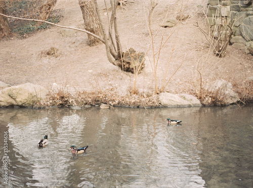 Mandarin duck in Central Park photo