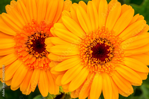 Closeup brown hearted orange Gerbera daisy flower in green natural surroundings of a Dutch glass house