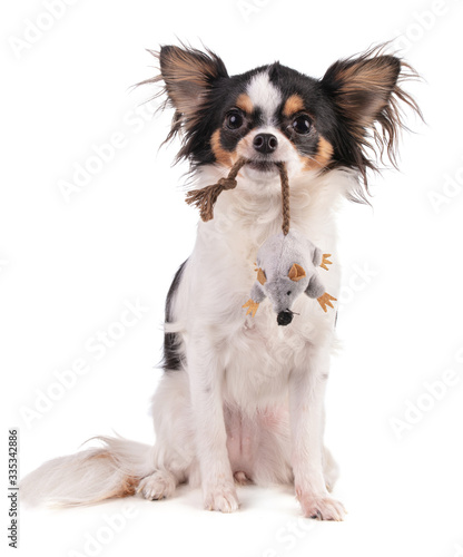 sitting Chihuahua with a toy in its mouth © emmapeel34