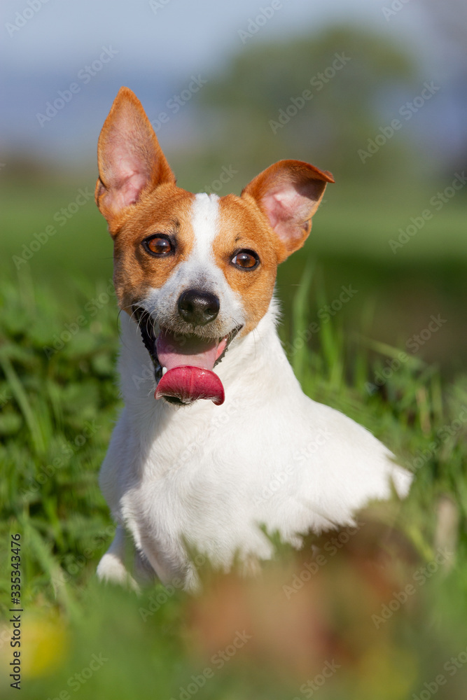 Portrait of nice Jack Russell terrier on meadow