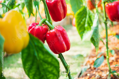Billede på lærred Red bell pepper plant growing in organic garden