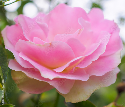 Fototapeta Naklejka Na Ścianę i Meble -  Beautiful colorful pink roses flower in the garden