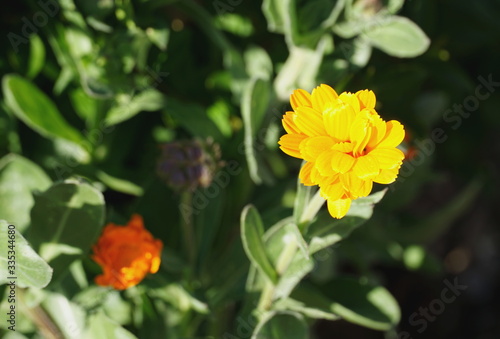 Yellow petal of young Marigold flower sprinkled with pollen grains, close up in the blurred green meadow background